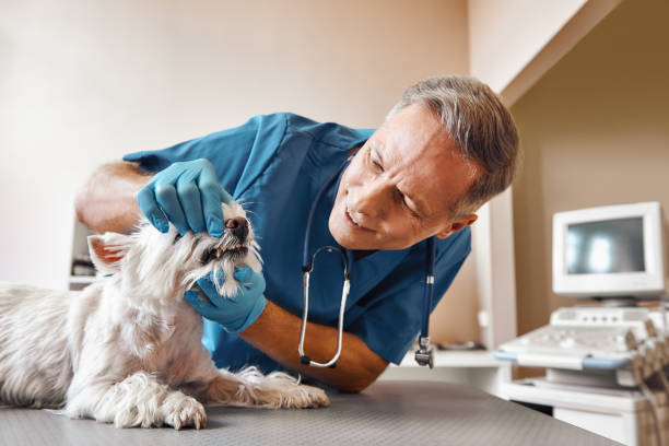 Best Dental Emergency Near Me  in Harvey, MI